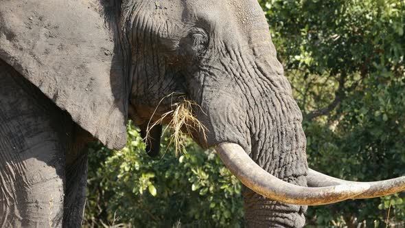 African Elephant Feeding - Kruger National Park