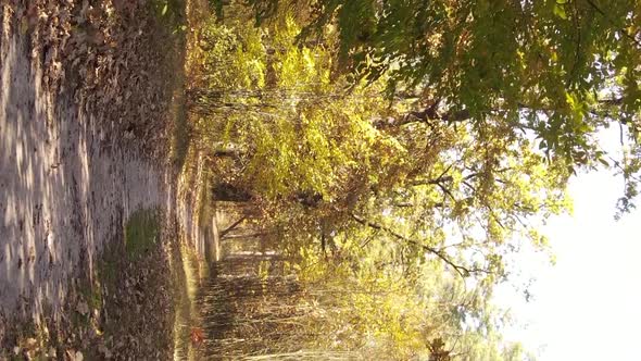 Vertical Video of a Forest with Many Trees in Autumn