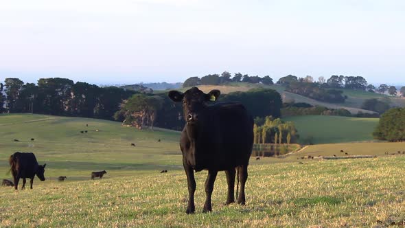 A black cow looking at the camera on farmland in Victoria Australia.