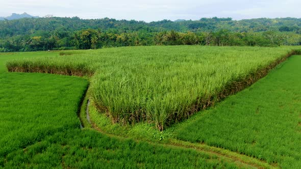 Growing sugar cane, green rice fields aerial scenery, Java, Indonesia