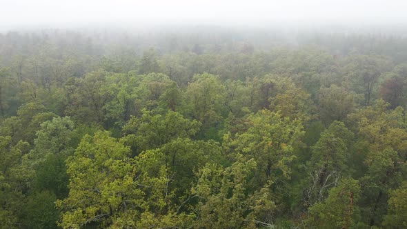 Fog in the Forest Aerial View