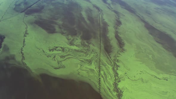 Flying over the green river. Top view of the river covered with green algae.