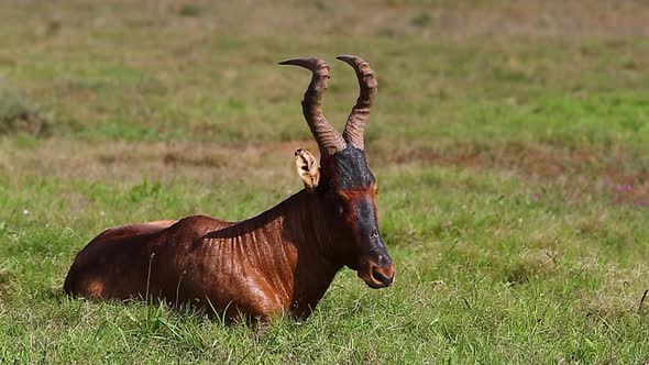 Close-up profile shot of a male red hartebeest resting in the grass in Africa