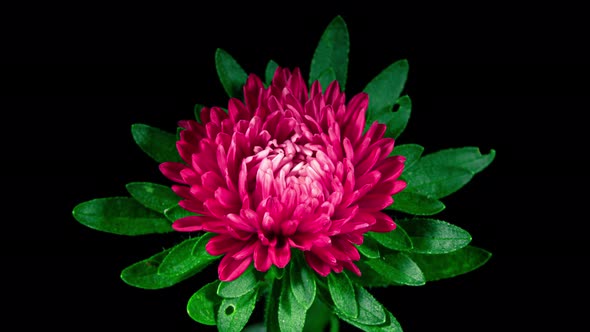 Red Aster Flower Moving Petals While Blooming in Time Lapse on a Black Background