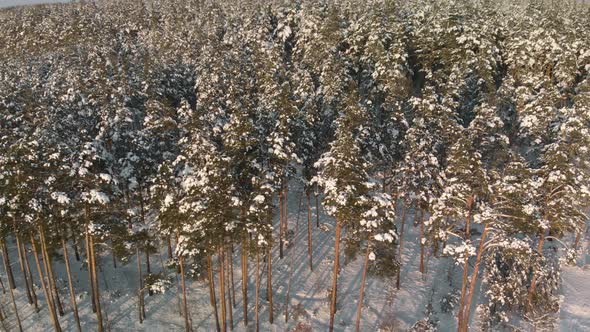 Lots of Snowcovered Trees in a Winter Sunny Forest