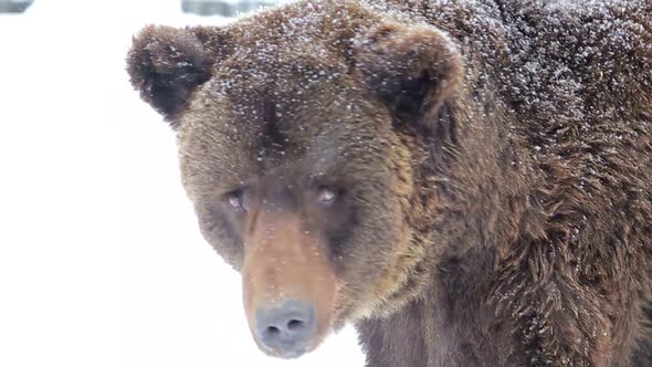 Artistic processing; close up of a brown bear; painting
