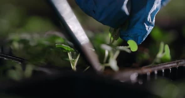 Agriculture Farmer Transplants Seedlings of Microgreens in the Greenhouse  60p Prores