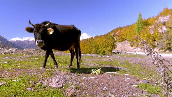 A black cow looks into the camera. mountains in Georgia, in Svaneti,