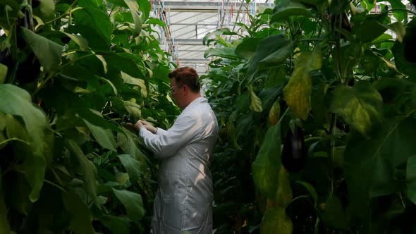 Male scientist examining aubergine in greenhouse 4k