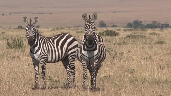 Pair of Zebras walking on the savanna