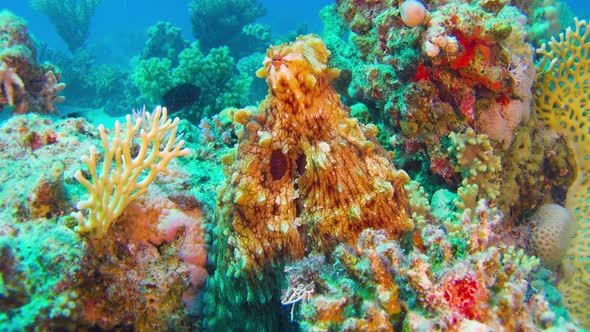 Octopus on Coral Reef