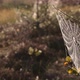 Cobwebs with small dew drops - VideoHive Item for Sale