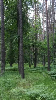 Vertical Video of a Forest with Trees