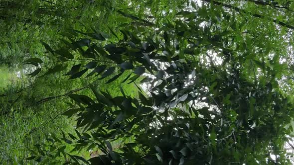 Vertical Video of a Forest with Trees