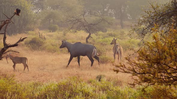 Nilgai or Blue Bull Is the Largest Asian Antelope and Is Endemic To the Indian Subcontinent