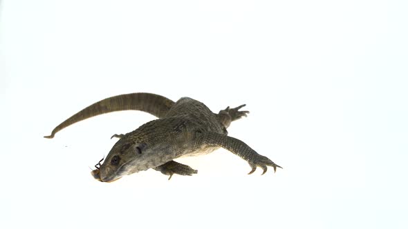 Savannah Monitor Lizard Eats Cockroach (Varanus Exanthematicus) on White Background.