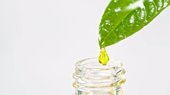 Super Slow Motion Shot of Oil Drop Falling From Fresh Leaf Isolated on White Background at 1000Fps