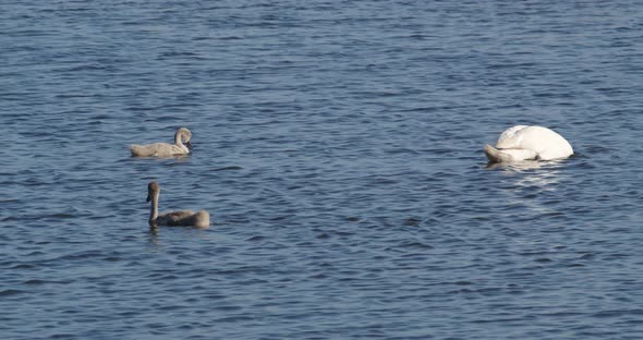 A White Swan And Little Swans Dive Into The Water In Search Of Duckweed