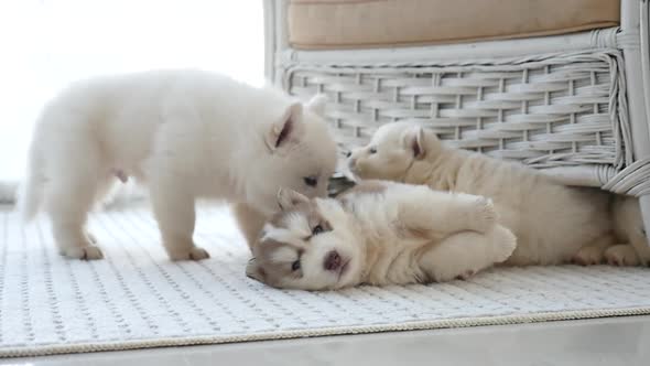 Cute Siberian Husky Puppies Playing In A Room