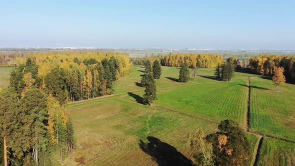 Lonely Birch Among Meadow with Withered Grass in Autumn