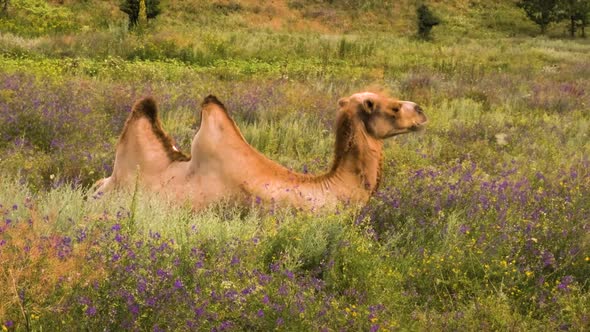 Red Double Hump Camel Resting In Fields
