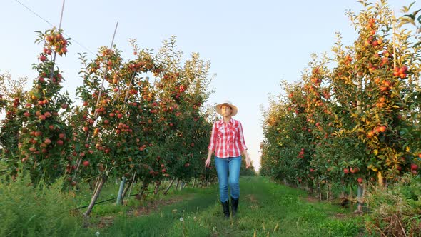 Apple Harvesting