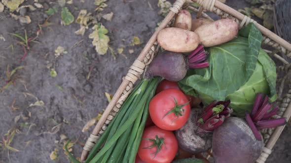 The Farmer Is Holding a Box of Organic Vegetables