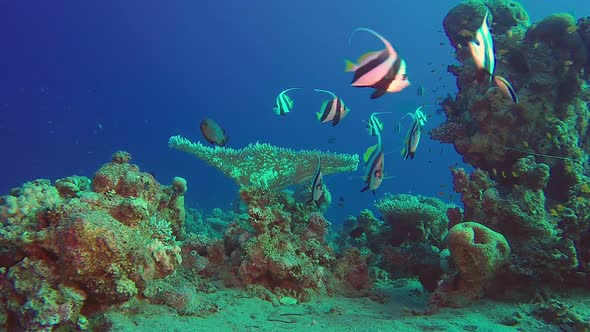 Tropical Sea Fishes Bannerfish
