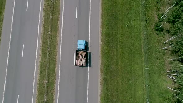A Lorry Carrying Pigs Along the Road alt