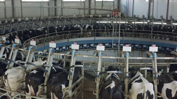 Cows during milking on a rotary milking parlor in a large dairy farm