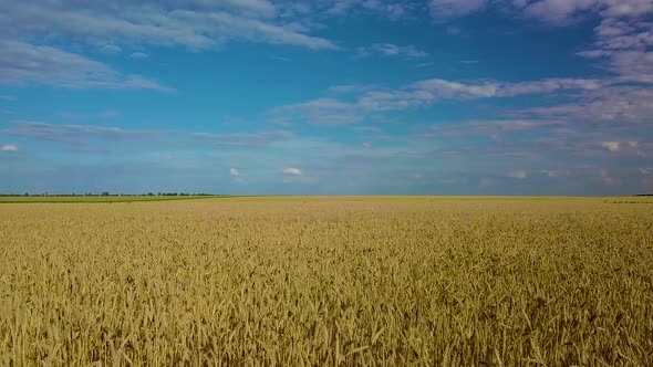 Wheat Field. Golden Ears of Wheat on the Field. Wheat Field Top View