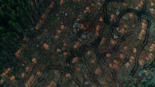 Cutting Trees in The Forest Aerial View