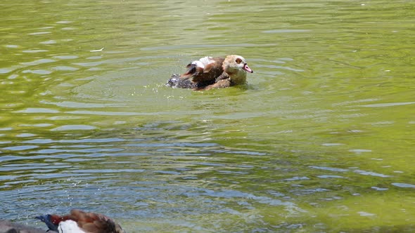 Red Billed Brown Duck Swimming And Grooming On The Lake