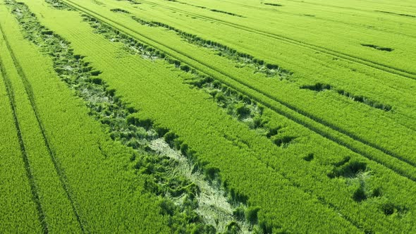 Aerial View Green Wheat Field