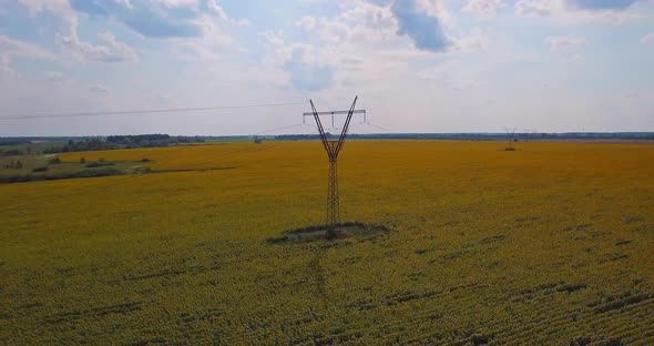 Aerial View Agriculture Field with Blooming Sunflowers