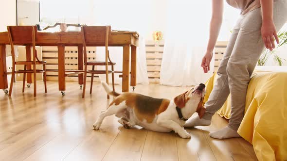 Woman Teach Animal Command