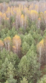 Vertical Video of a Forest with Trees During the Day