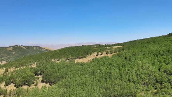 aerial green woods landscape