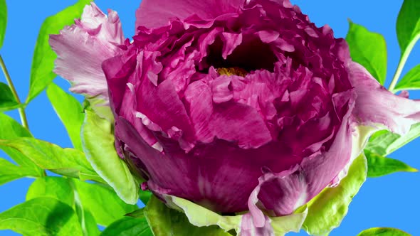 Pink Flower of Tree Peony Blooming and Wilting in Time Lapse on a Blue Background. Beautiful Petals 