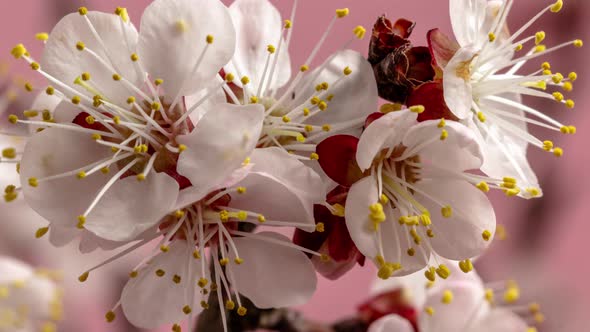 Apricot Fruit Flower Blossom Timelapse