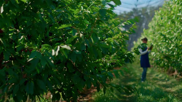 Woman Botanical Specialist Checking Trees Growth with Tablet in Green Plantation