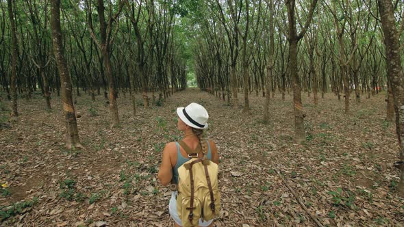 The Traveler Walks Between Trees Plantation Agriculture of Asia for Natural Latex Extraction Milk in