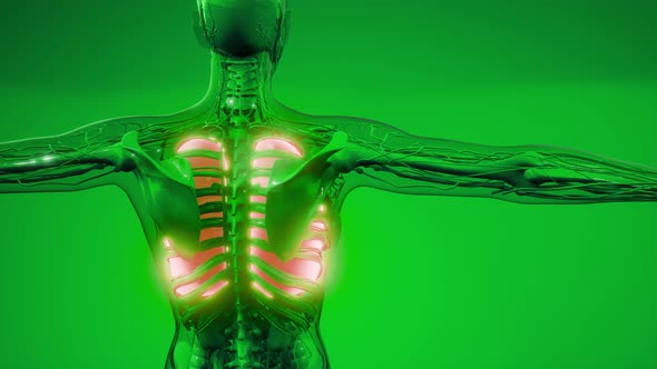 Human Lungs Radiology Exam alt
