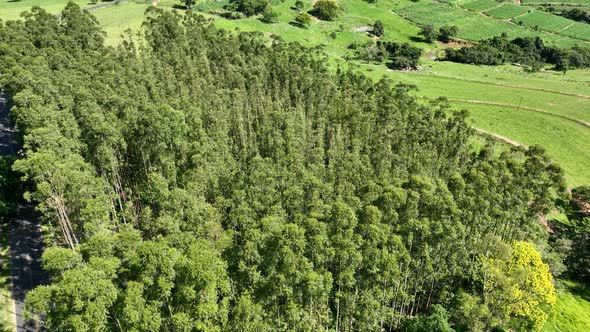 Eucalyptus forest at countryside rural scenery.