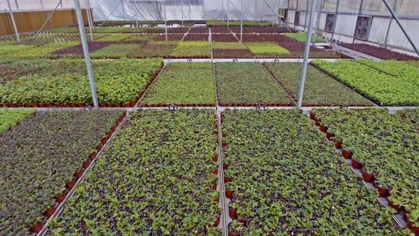 Aerial footage from inside a large greenhouse with flowers