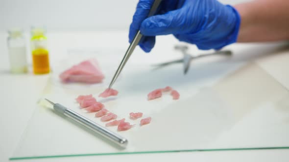 Medical Scientist Specialist Putting Cut Meat with Tweezers Food Research in Modern Laboratory