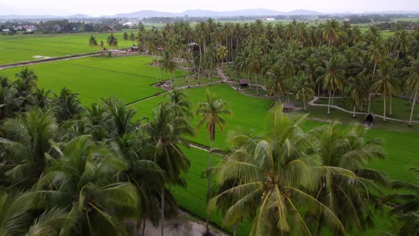 Aerial fly over coconut plantation