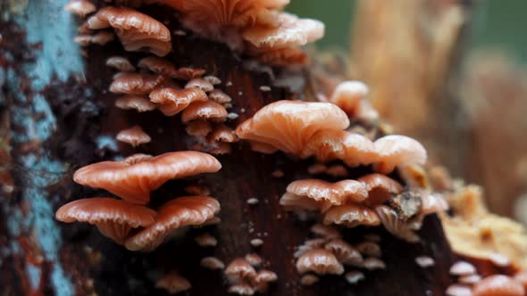 Pan of Rosy Oysterling (Scytinotus longinquus) Mushroom