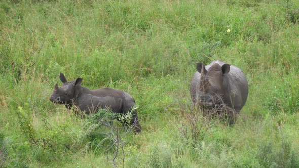 Rhino and her young standing together in the bushes