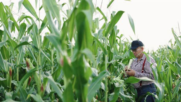 Farmer Hand Checks the Corn Crop in Agriculture Planet Protect Eco Agriculture Concept